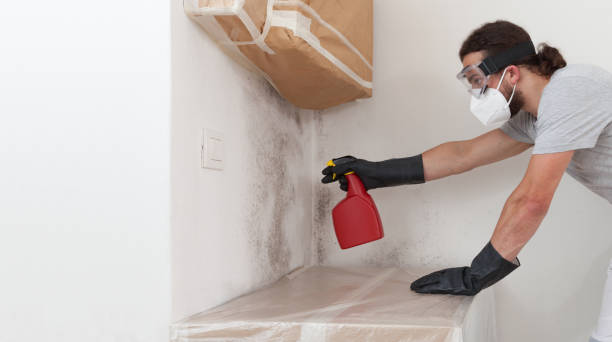 Professional Black Mold Removal technician working in Hamilton, GA